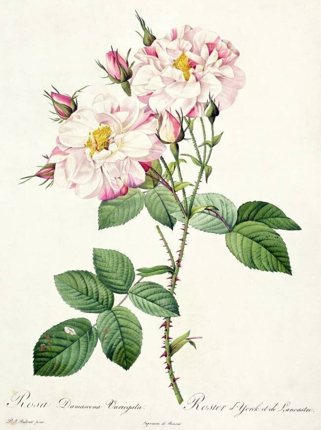 Rosa damascena variegata Pierre Joseph Redouté