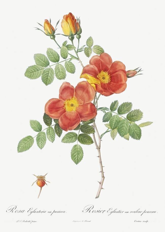 Rosa Eglantera Punicea Pierre Joseph Redouté