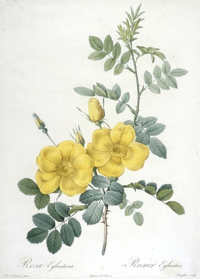 Rosa Eglanteria Pierre Joseph Redouté