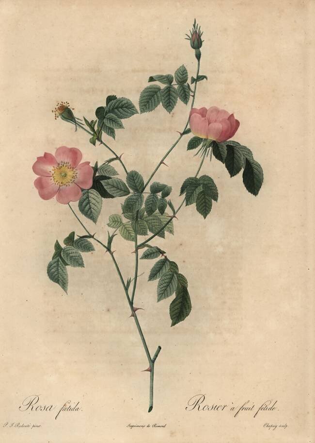 Rosa foetida Jean-Baptiste Chapuy