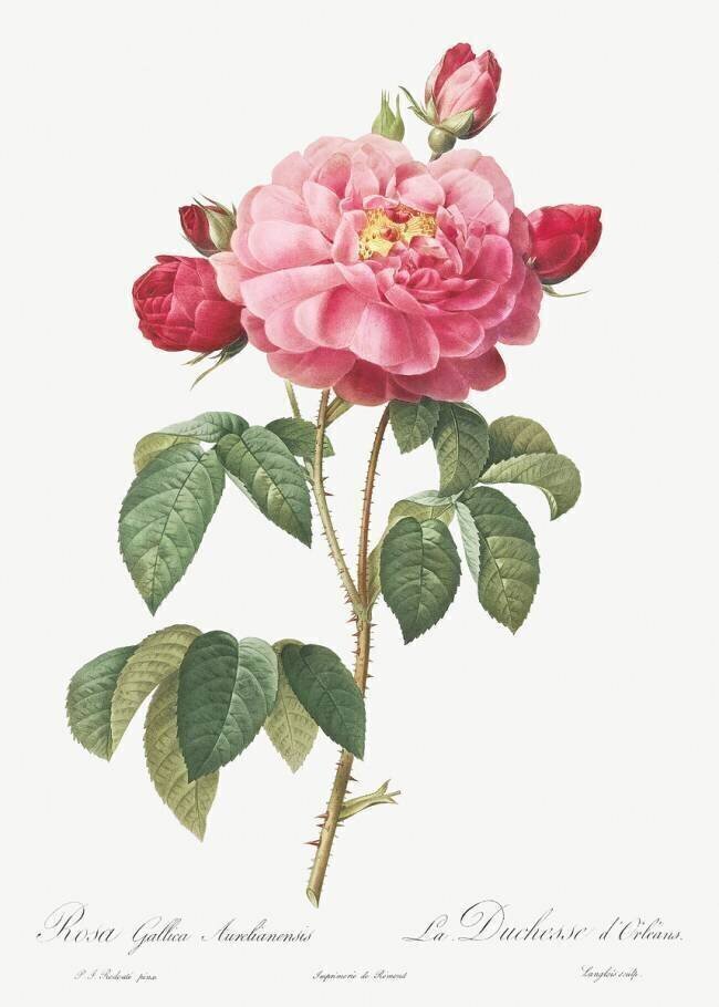 Rosa Gallica Aurelianensis Pierre Joseph Redouté