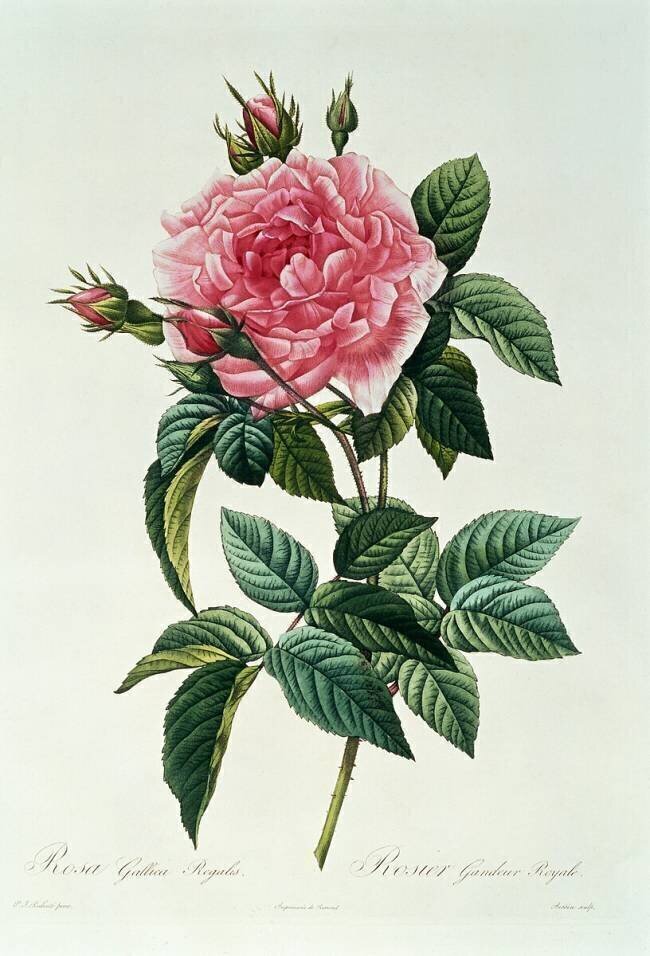 Rosa Gallica Regalis Pierre Joseph Redouté