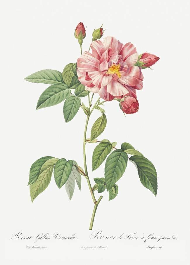 Rosa Gallica Versicolor Pierre Joseph Redouté