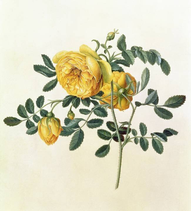 Rosa hemispherica Georg Dionysius Ehret