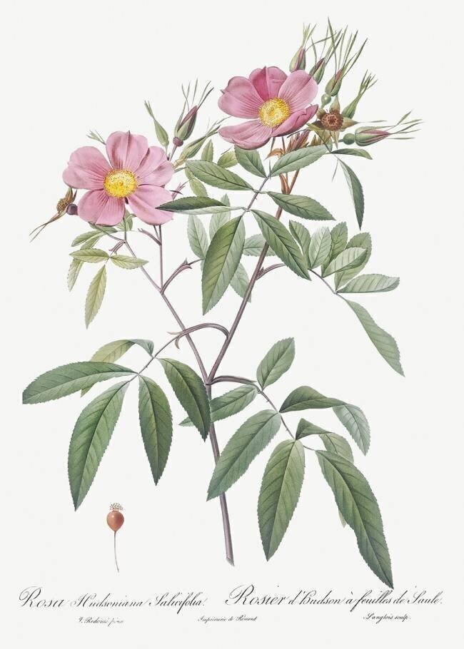 Rosa Hudsoniana Salicifolia Pierre Joseph Redouté