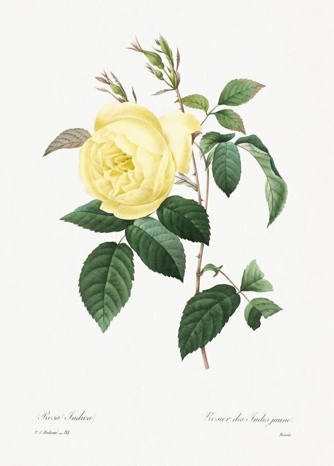 Rosa indica Pierre Joseph Redouté