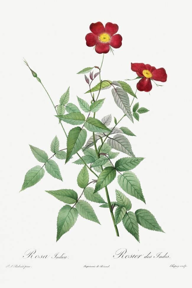 Rosa indica Pierre Joseph Redouté