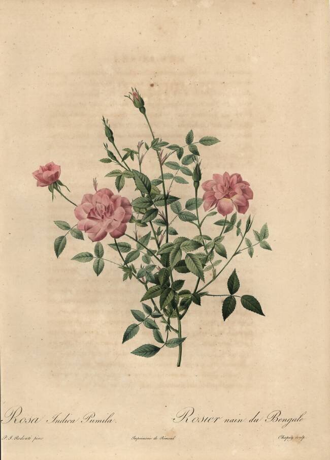 Rosa indica pumila Jean-Baptiste Chapuy