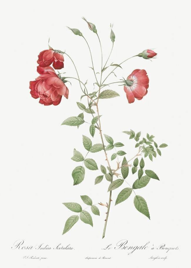 Rosa Indica Sertulata Pierre Joseph Redouté