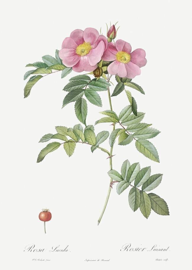 Rosa Lucida Pierre Joseph Redouté