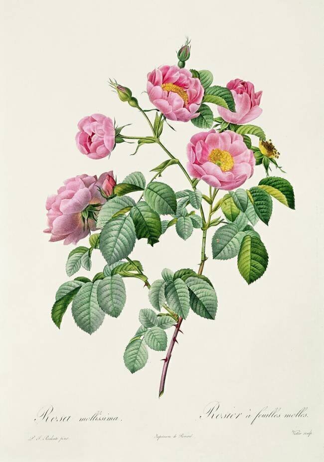 Rosa Mollissima Pierre Joseph Redouté
