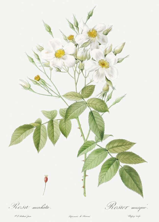 Rosa moschata Pierre Joseph Redouté
