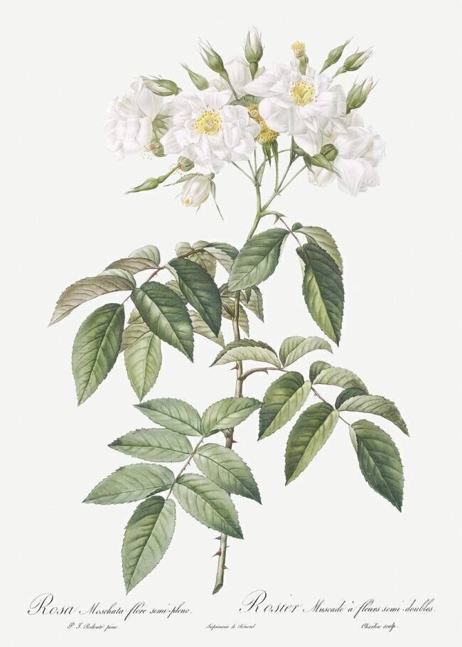 Rosa Moschata Flora Semi-Pleno Pierre Joseph Redouté