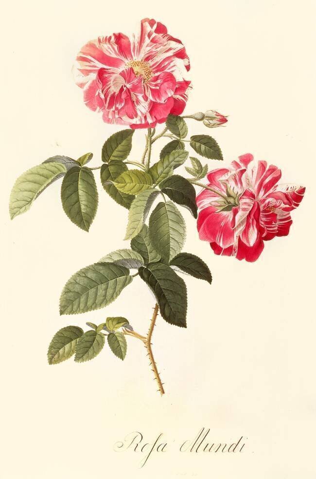 Rosa Mundi Georg Dionysius Ehret