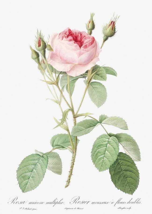 Rosa muscosa multiplex Pierre Joseph Redouté
