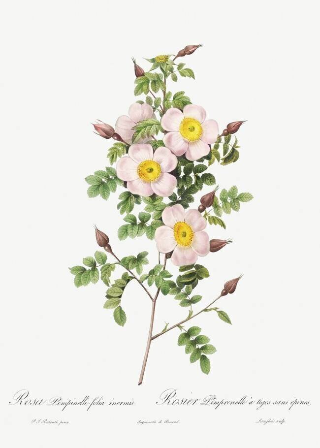 Rosa Pimpinelli-Folia Inermis Pierre Joseph Redouté