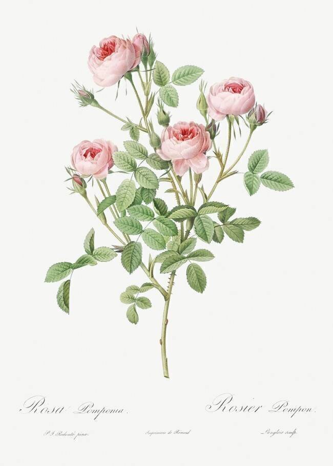Rosa pomponia Pierre Joseph Redouté