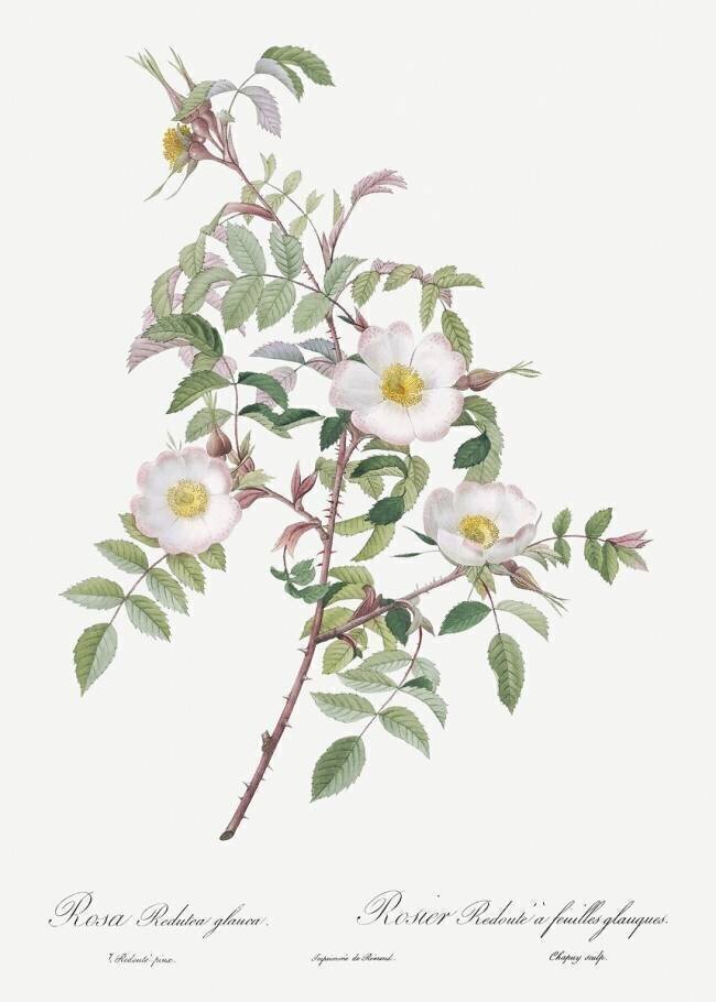 Rosa Redutea glauca Pierre Joseph Redouté