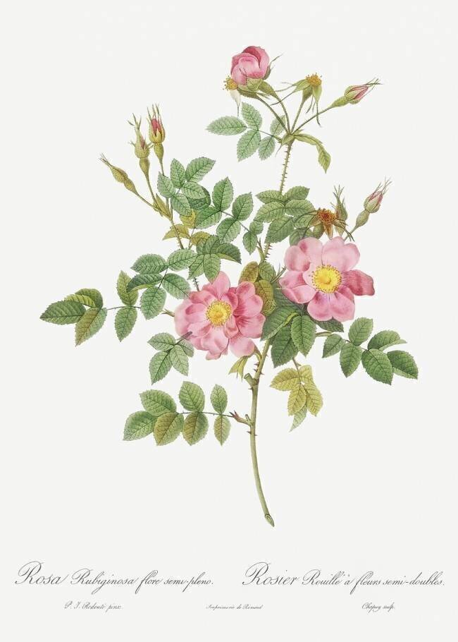 Rosa Rubiginosa Flore Semi-Pleno Pierre Joseph Redouté