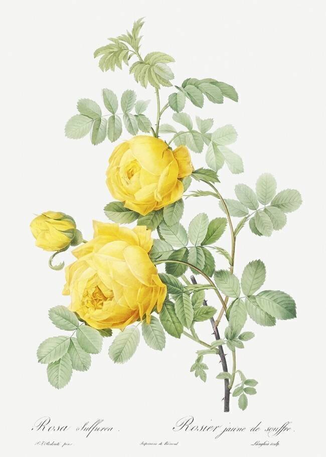 Rosa sulfurea Pierre Joseph Redouté