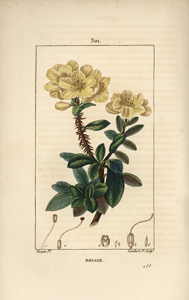 Rosage Pierre Jean Francois Turpin