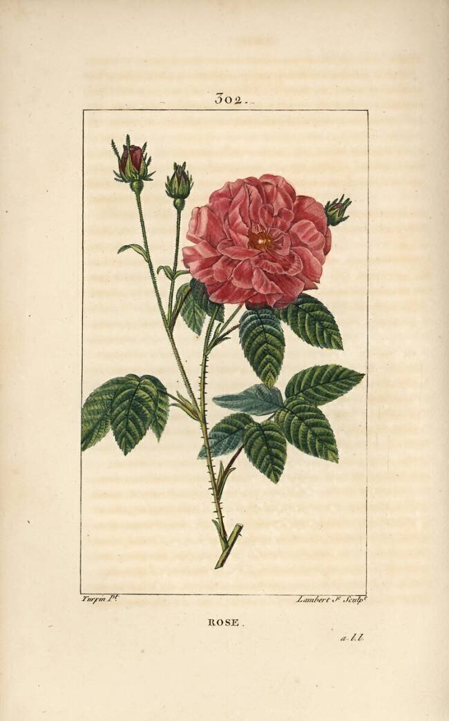 Rose Pierre Jean Francois Turpin