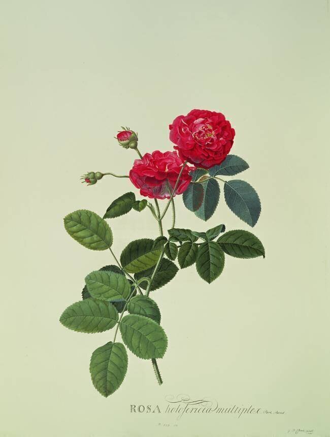Rose : Holoferica multiplex Georg Dionysius Ehret