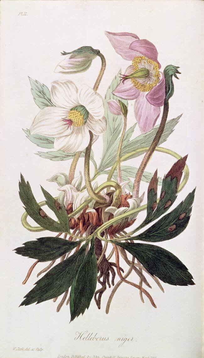 Rose de Noël William Clark