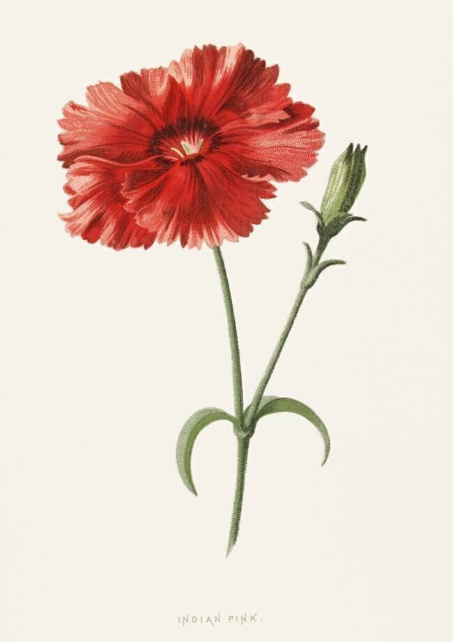 Rose indien Frederick Edward Hulme