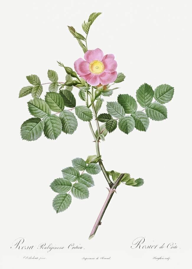 Rose sweetbriar rose Pierre Joseph Redouté