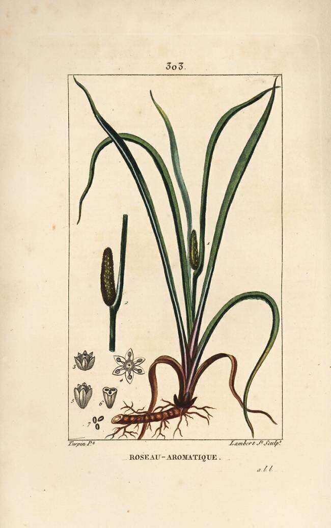 Roseau Aromatique Pierre Jean Francois Turpin