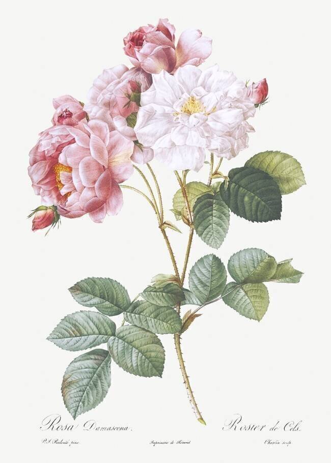 Rosier de Cels Pierre Joseph Redouté