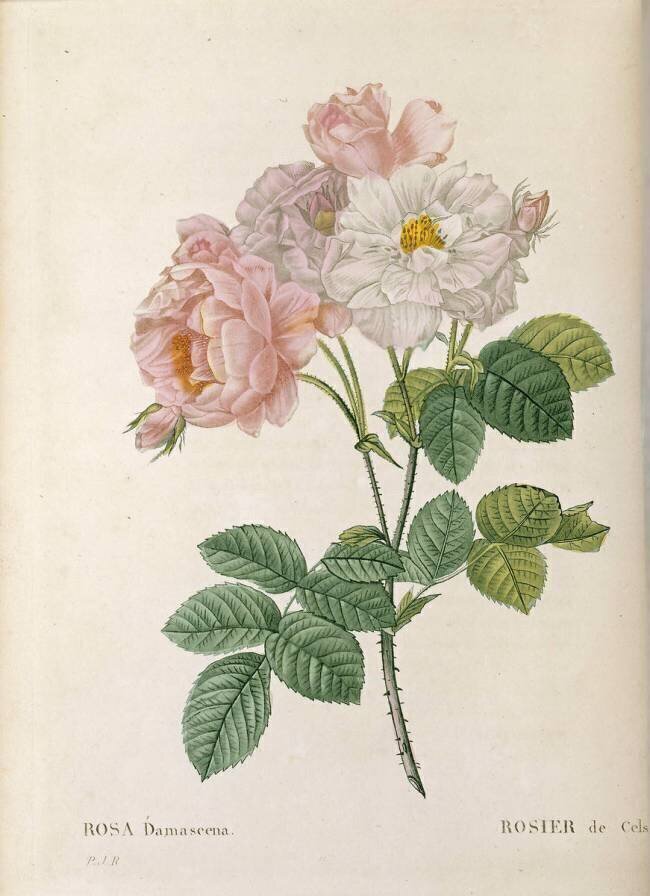 Rosier de Cels (Rosa Damascena) Jean Louis Auguste Charlin