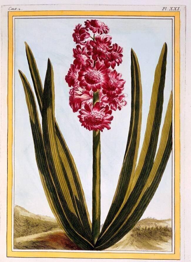 Royal Crimson Pierre-Joseph Buchoz