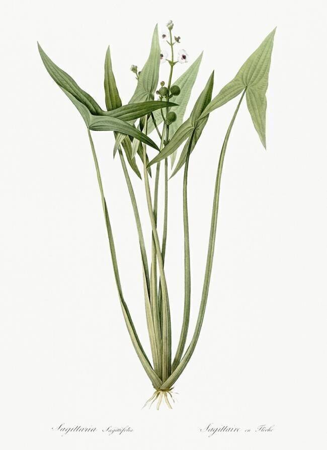 Sagittaria Pierre Joseph Redouté