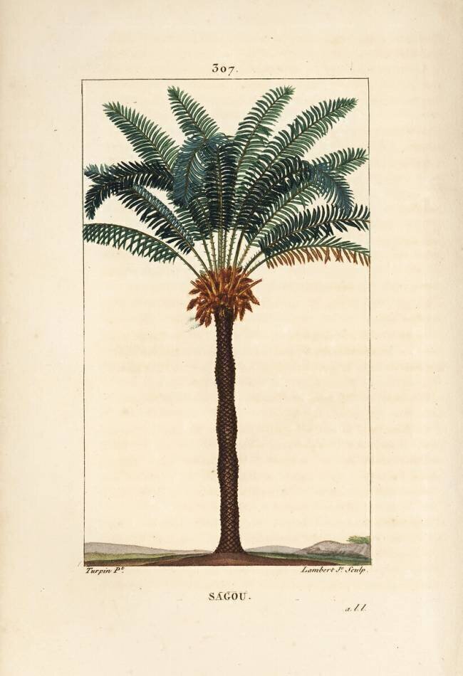 Sagou Pierre Jean Francois Turpin