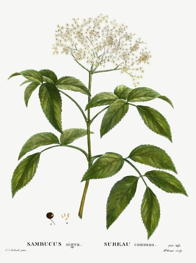 Sambucus Pierre Joseph Redouté