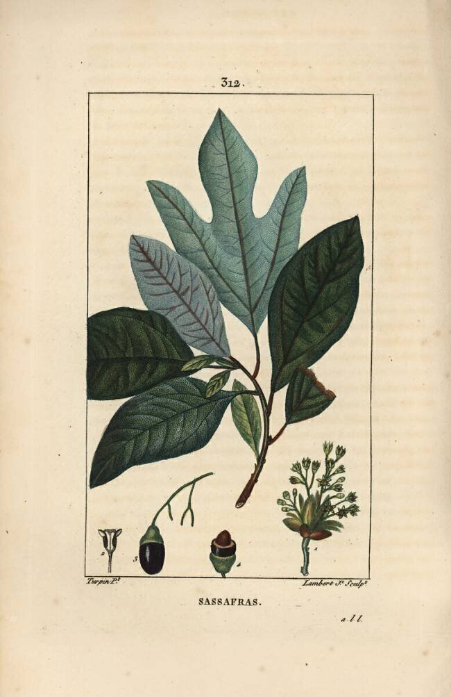 Sassafras Pierre Jean Francois Turpin