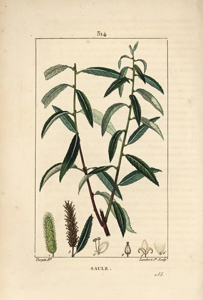 Saule Pierre Jean Francois Turpin