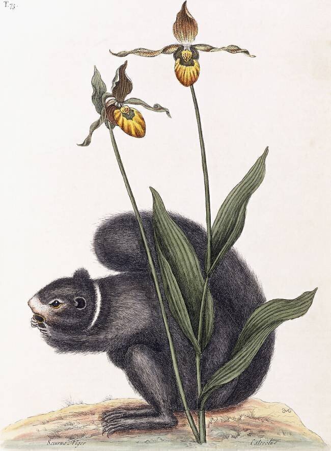 Sciurnus Niger Mark Catesby