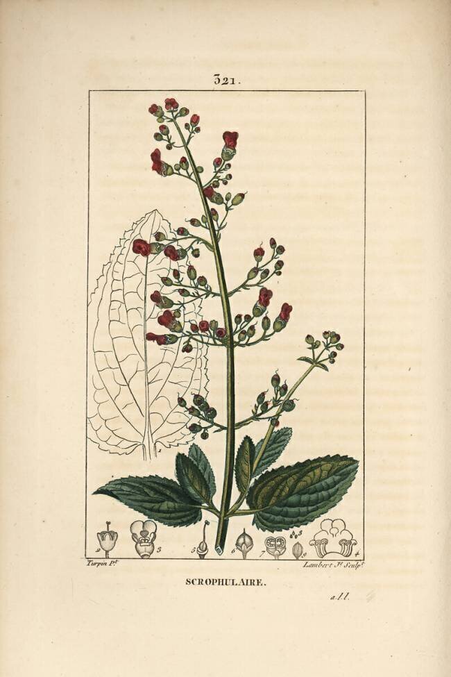 Scrophulaire Pierre Jean Francois Turpin