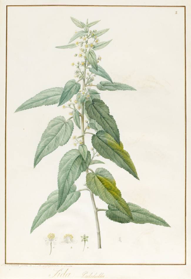 Sida Pulchella Pierre Joseph Redouté