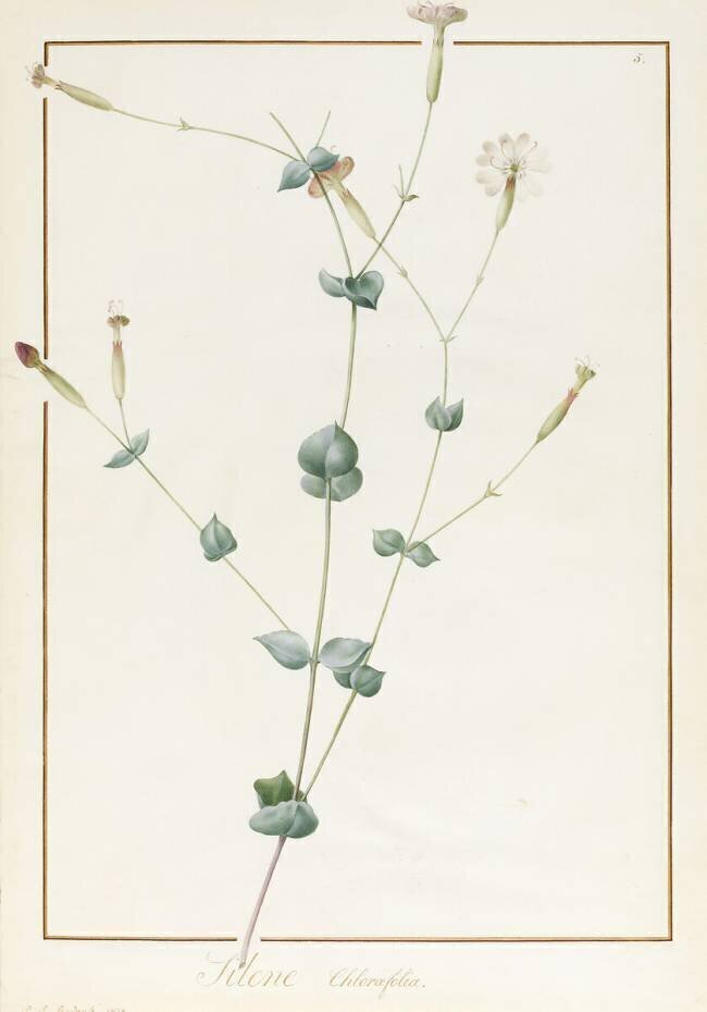 Silene Chloraefolia Pierre Joseph Redouté