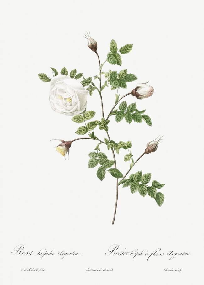 Silver-flowered rose hispid Pierre Joseph Redouté