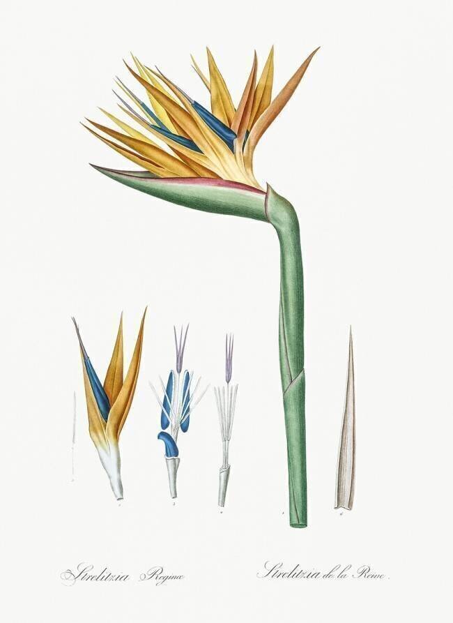 Strelitzia Reginae Pierre Joseph Redouté
