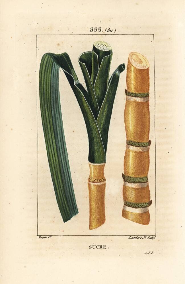 Sucre Pierre Jean Francois Turpin