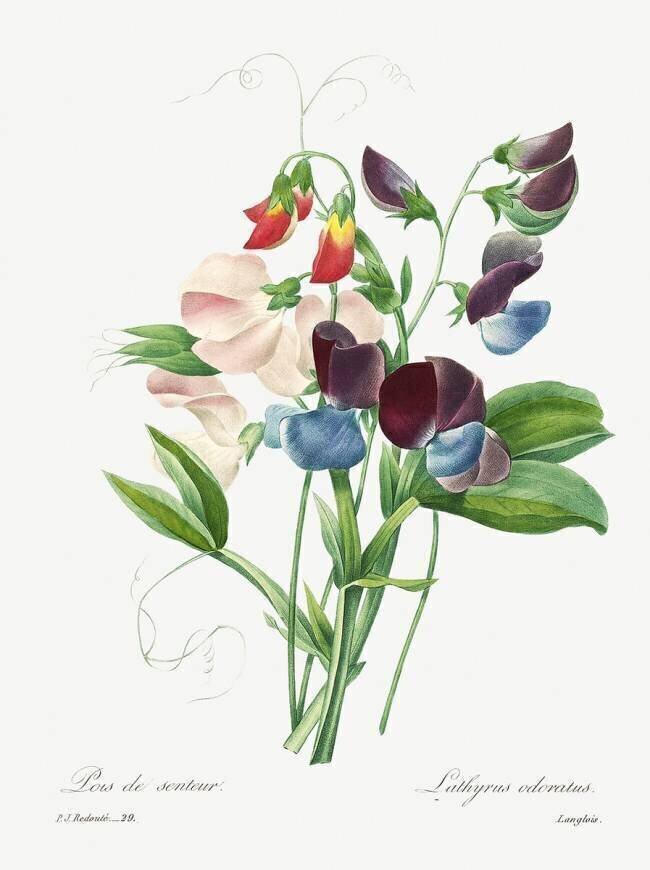 Sweet Peas Pierre Joseph Redouté