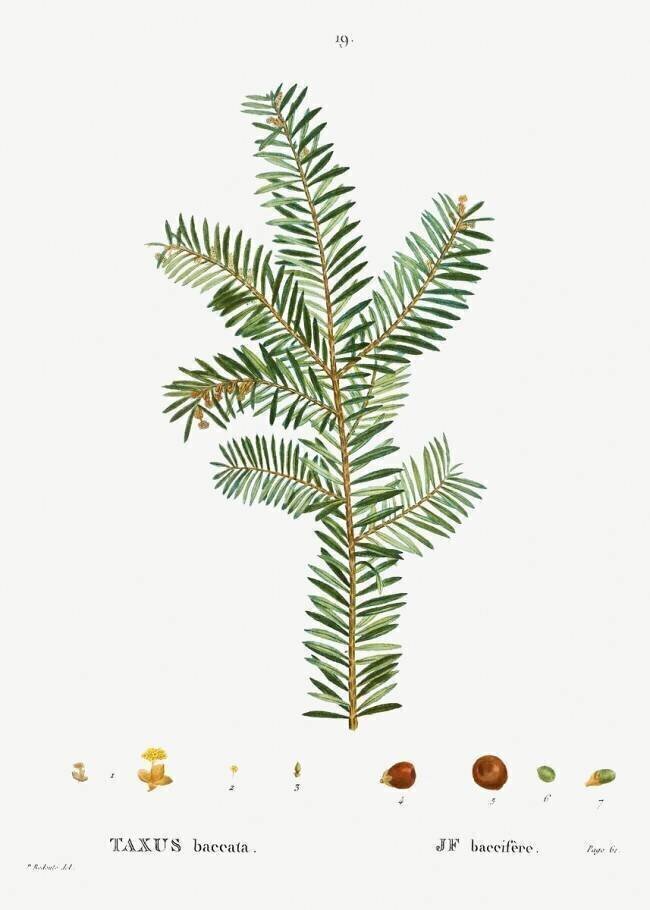 Taxus baccata Pierre Joseph Redouté