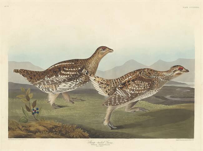 Tétras à queue fine John James Audubon