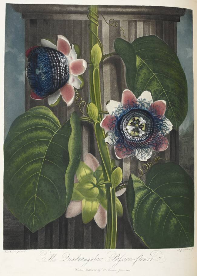 The quadrangular passion-flower Robert John Thornton